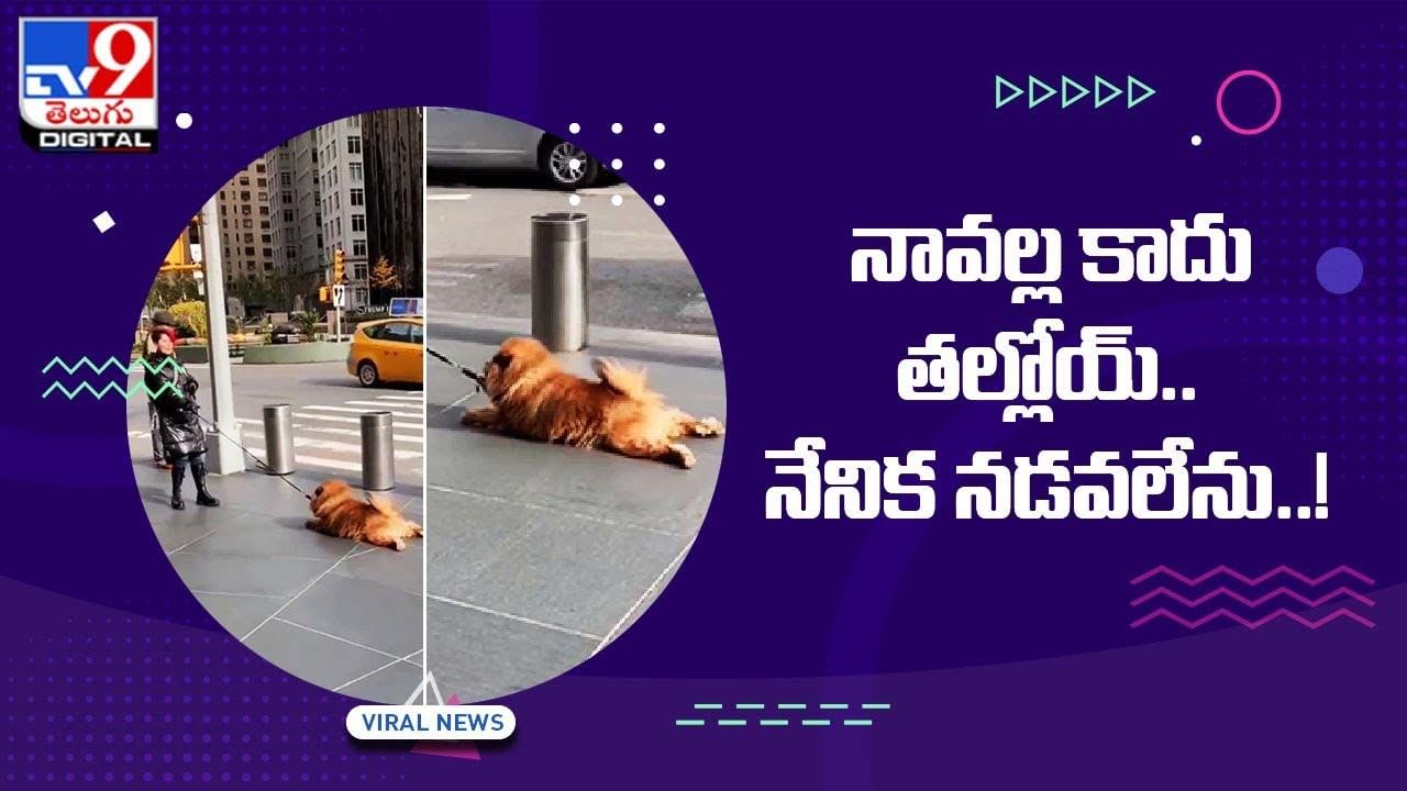 Viral Video: నావల్ల కాదు తల్లోయ్‌.. నేనిక నడవలేను !! ‘బద్దక రత్న’ అవార్డ్ ఇచ్చేయొచ్చు