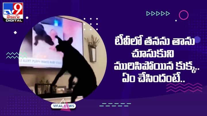 టీవీలో తనను తాను చూసుకుని మురిసిపోయిన కుక్క.. ఏం చేసిందంటే ?? టీవీలో తనను తాను చూసుకుని మురిసిపోయిన కుక్క.. ఏం చేసిందంటే ??