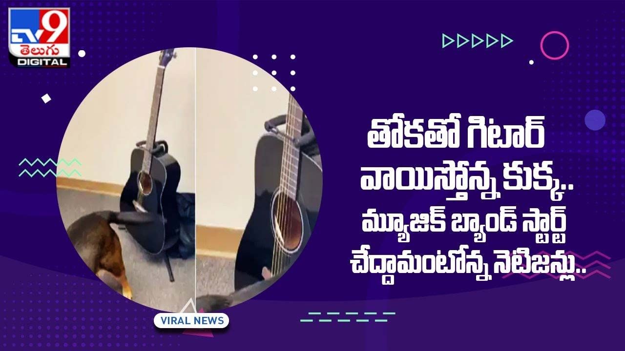 Viral Video: తోకతో గిటార్‌ వాయిస్తోన్న కుక్క !! మ్యూజిక్‌ బ్యాండ్‌ స్టార్ట్‌ చేద్దామంటోన్న నెటిజన్లు