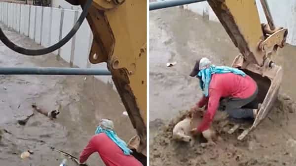 Viral Video: కుక్క కోసం ప్రాణాలకు తెగించాడు.. భారీ వరద నుంచి ఎలా కాపాడాడో చూస్తే మతి పోవాల్సిందే..