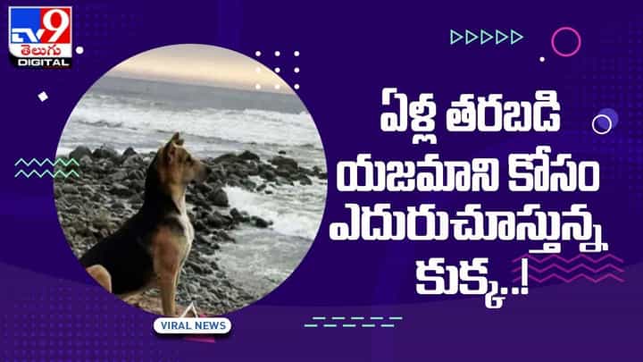 Heart Touching Story: ఏళ్ల తరబడి యజమాని కోసం ఎదురుచూస్తున్న కుక్క..! Heart Touching Story: ఏళ్ల తరబడి యజమాని కోసం ఎదురుచూస్తున్న కుక్క..!