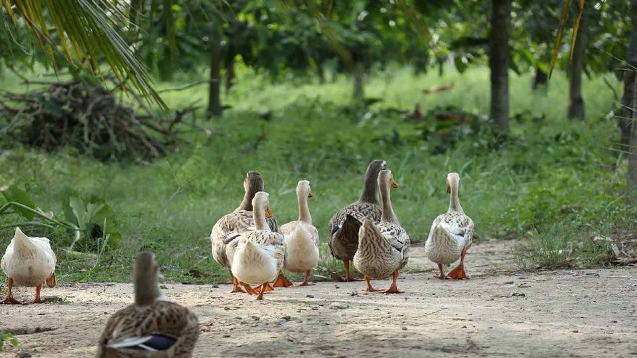 Agriculture News: రైతులకి మంచి బిజినెస్.. వీటి పెంపకంతో అదనపు ఆదాయం..!