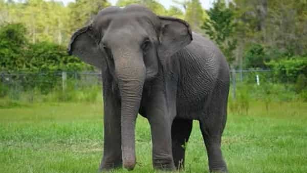 Elephant: తీగ తగిలిందా? విద్యుధాఘాతంతో చంపేశారా..? చిత్తూరు జిల్లాలో గజరాజు మృతిపై అనుమానాలు