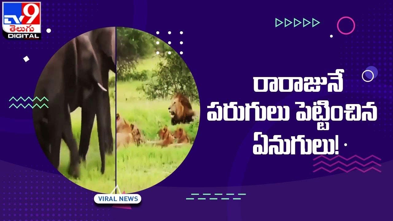 Viral Video: మృగరాజునే పరుగులు పెట్టించిన గజరాజు