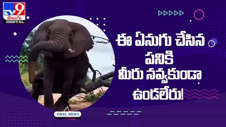 ఏనుగు దురదను తగ్గించుకోవడానికి ఏం చేసిందో తెలిస్తే షాకవుతారు !! ఫన్నీ వీడియో ఏనుగు దురదను తగ్గించుకోవడానికి ఏం చేసిందో తెలిస్తే షాకవుతారు !! ఫన్నీ వీడియో