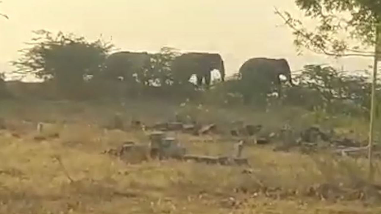 Elephants at Tirupathi: తిరుపతి జిల్లాలో ఏనుగుల సంచారం.. భయంతో వణికిపోతున్న ప్రజలు