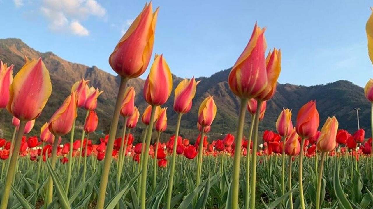 Tulip Garden: ఆసియాలోనే అతిపెద్ద తులిప్ గార్డెన్ క్లోజ్ చేశారు.. కారణం ఇదే..