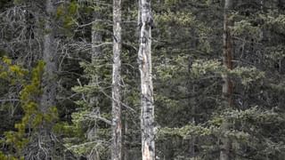 Viral Video: చిన్నారి బాలిక మ్యాజిక్ టాలెంట్ .. నెట్టింట్లో వీడియో వైరల్.. 60లకుపైగా లైక్స్ సొంతం