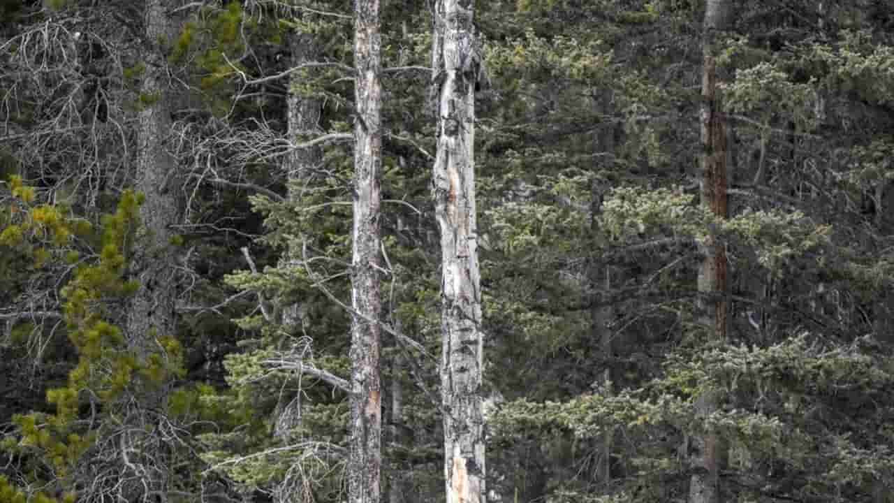 Photo Puzzle: మీ చూపుల్లో పదును ఉంటే.. మీ వైపే కోపంగా చూస్తున్న గుడ్లగూబను కనిపెట్టండి