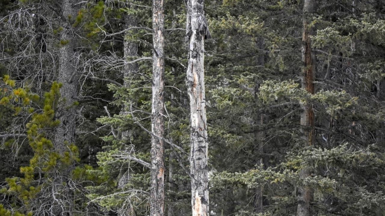 Photo Puzzle: మీ చూపుల్లో పదును ఉంటే.. మీ వైపే కోపంగా చూస్తున్న గుడ్లగూబను కనిపెట్టండి