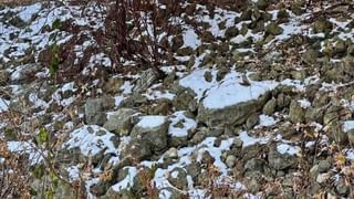 Viral Video: నిమ్మకాయ ధర కొండెక్కితే రియాక్షన్‌ ఇట్లే ఉంటుంది.. నవ్వులు పూయిస్తోన్న వైరల్‌ వీడియో..