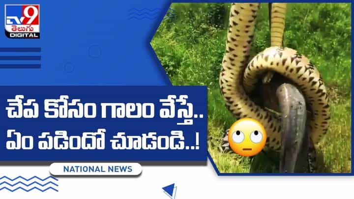 Viral Video: చేప కోసం గాలం వేస్తే.. ఏం పడిందో చూస్తే షాక్ అవుతారు !! Viral Video: చేప కోసం గాలం వేస్తే.. ఏం పడిందో చూస్తే షాక్ అవుతారు !!