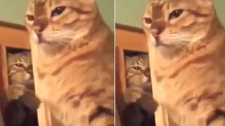 Viral Video: మేకప్‌ వేస్తుంటే మురిసిపోయిన బుల్‌డాగ్‌.. నెట్టింట్లో వైరల్‌గా మారిన వీడియో..