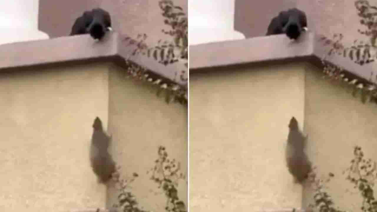 Viral Video: వదిలే ముచ్చటే లేదు..! ఉడుతతో పంచాయితీకి దిగిన పిల్లి.. వీడియో వైరల్