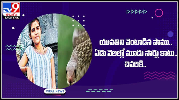 Viral Video: పాములు ఇలా కూడా పగ పడతాయా..? ఏడు నెలల్లో మూడు సార్లు కాటు.. యువతిని వెంటాడిన పాము Viral Video: పాములు ఇలా కూడా పగ పడతాయా..? ఏడు నెలల్లో మూడు సార్లు కాటు.. యువతిని వెంటాడిన పాము