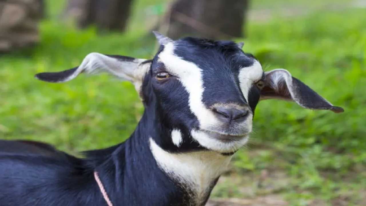 Goat Farming: మేకల పెంపకం కోసం 5 మొబైల్ యాప్‌లు.. పూర్తి వివరాలు తెలుసుకోండి..!