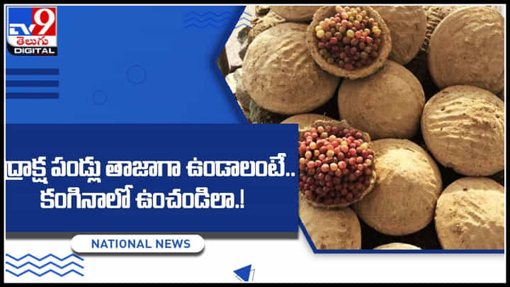 Grapes: ఫ్రిడ్జ్లో స్టోర్ చేయకపోయినా.. ద్రాక్ష పండ్లు తాజాగా ఉండాలంటే.. ఇలా చెయ్యండి. Grapes: ఫ్రిడ్జ్లో స్టోర్ చేయకపోయినా.. ద్రాక్ష పండ్లు తాజాగా ఉండాలంటే.. ఇలా చెయ్యండి.
