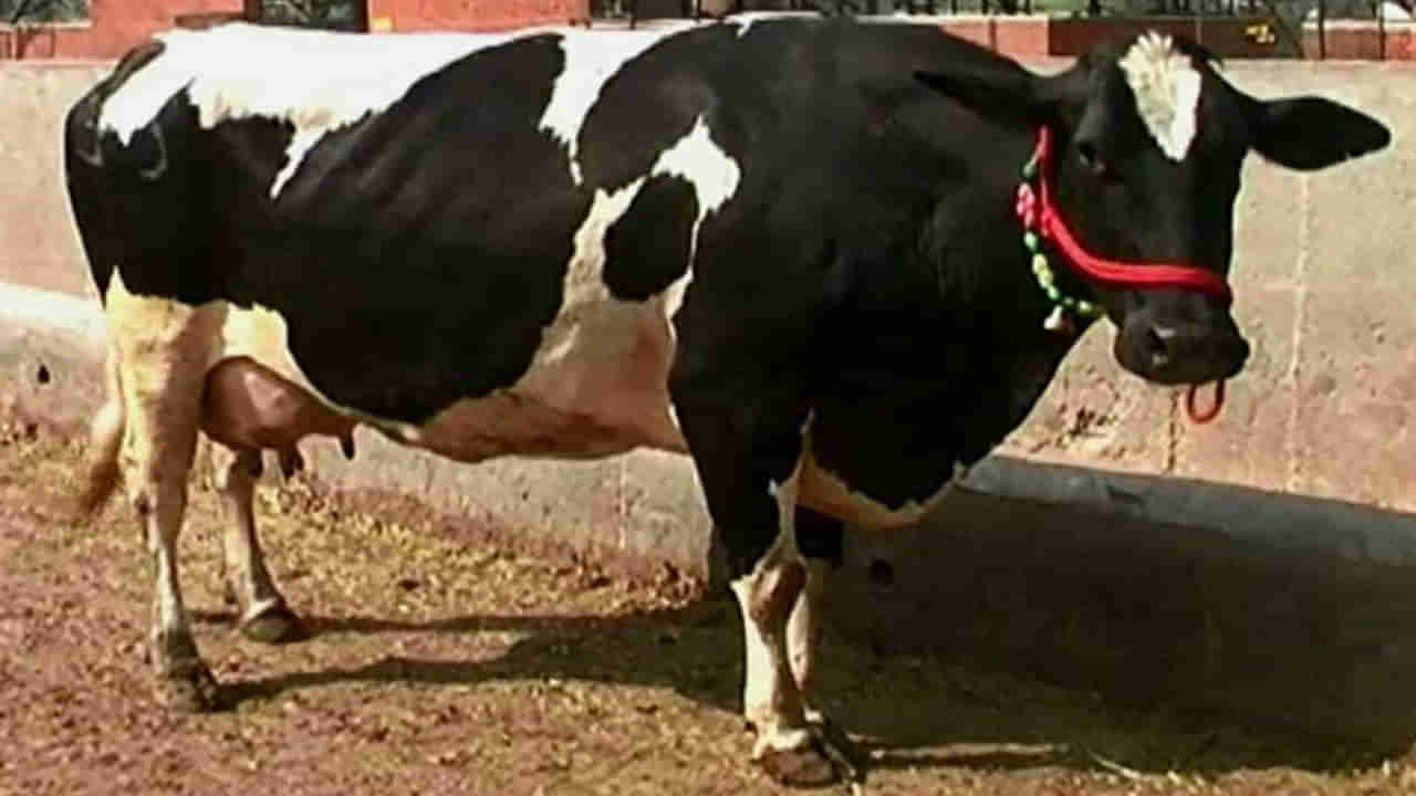 Hardhenu Cow: రోజుకి 55-60 లీటర్ల పాలిచ్చే మేలు జాతి ఆవు.. పాడి రైతులకు లాభాలే లాభాలు