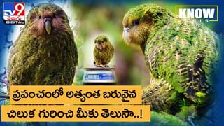 Viral Video: ఫ్రెండ్ అంటే ఇలా ఉండాలి !! అన్యోన్యంగా యాపిల్‌ పంచుకుంటున్న మూగజీవులు