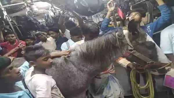 Horse in Train: లోకల్ రైలులో గుర్రంతో ప్రయాణం.. ఆర్పీఎఫ్ సిబ్బందికి చుక్కలు.. చివరికి ఏం జరిగిందంటే?