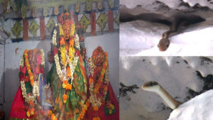 Telangana: ఏడాదికి ఒకసారి జాతర సమయంలోనే పాముల రూపంలో అమ్మవార్ల దర్శనం.. భారీగా భక్తులు