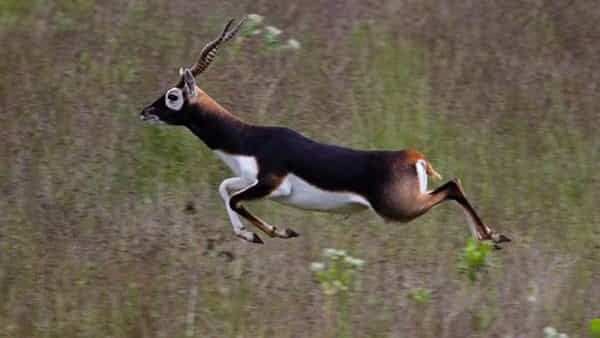 Deer Poaching Case: కృష్ణ జింకల వేట కేసులో సంచలనాలు.. పోలీసుల అదుపులో హంటర్ అయూబ్ ఖాన్..