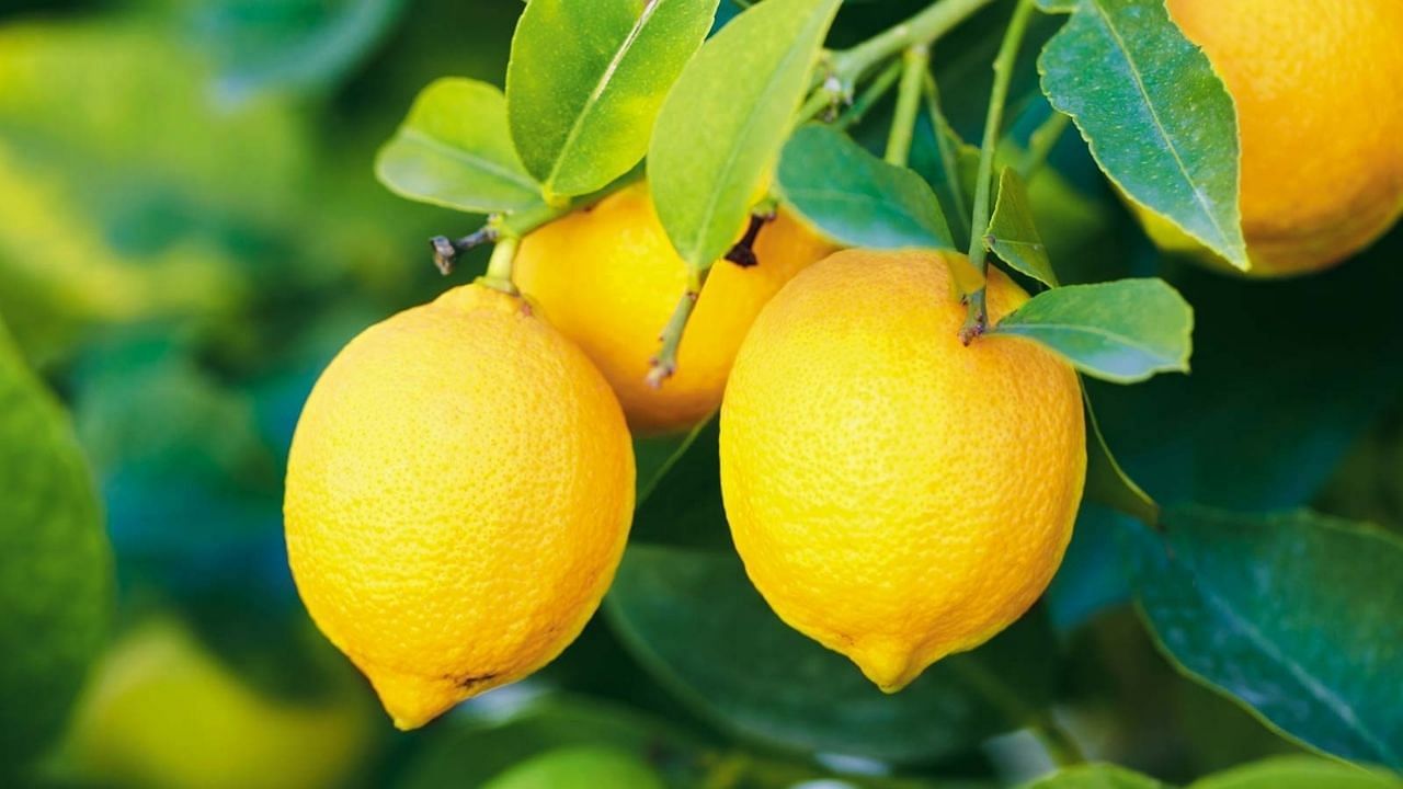 Benefits Of Lemon: వేసవిలో రోజూ నిమ్మకాయ రసం తీసుకోవడం వల్ల అద్భుతమైన ప్రయోజనాలు!