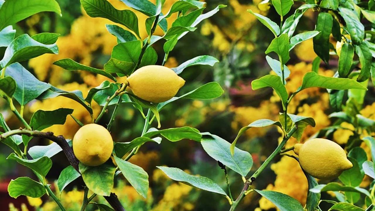 Lemons Prices: నిమ్మకాయలకి పెరిగిన డిమాండ్‌.. ఒక్కోటి పది రూపాయలు.. అధిక ధరలకి కారణం ఏంటో తెలుసా..?