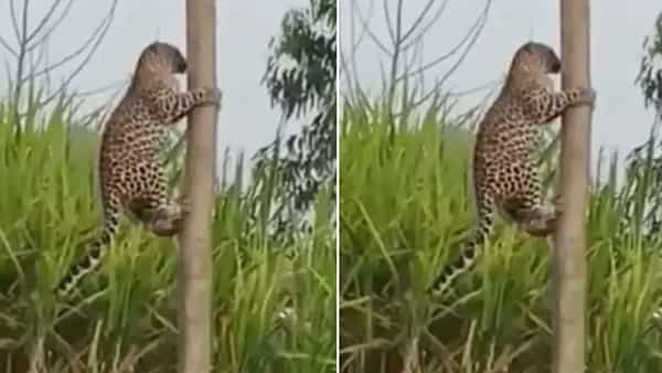 Viral Video: చిరుతపులి చెట్టు దిగే పద్దతి చూసి షాక్ అవుతున్న నెటిజన్లు..!