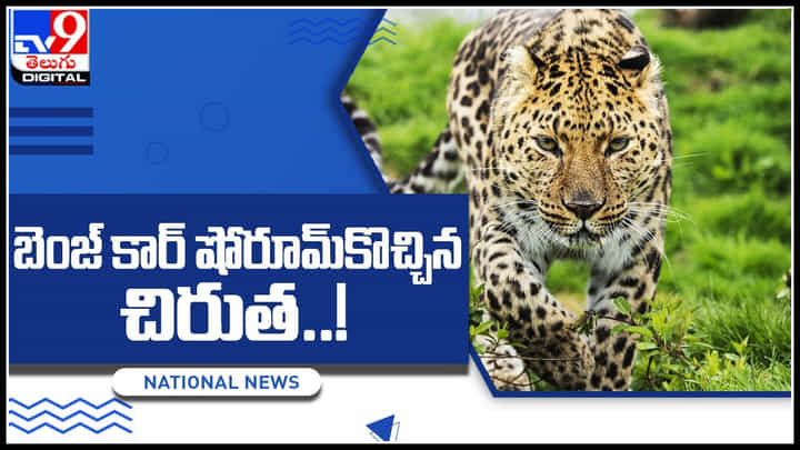 Leopard video: కార్ కావాలా నాయన..! బెంజ్ కార్ షోరూమ్కొచ్చిన చిరుత..! ఇంతకీ ఎం చేసిందో తెలిస్తే షాకే..! Leopard video: కార్ కావాలా నాయన..! బెంజ్ కార్ షోరూమ్కొచ్చిన చిరుత..! ఇంతకీ ఎం చేసిందో తెలిస్తే షాకే..!