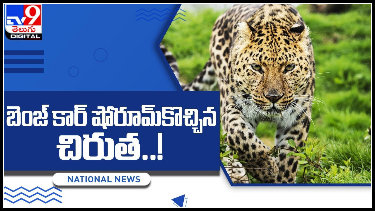 Leopard video: కార్ కావాలా నాయన..! బెంజ్ కార్ షోరూమ్‌కొచ్చిన చిరుత..! ఇంతకీ ఎం చేసిందో తెలిస్తే షాకే..!