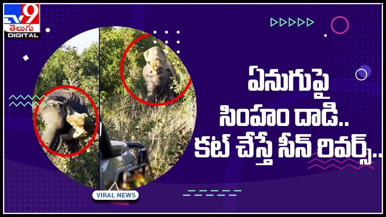 Elephant-Lion: అః.. కుక్క మొరిగితే కొండకు సేట.. ఏనుగుపై సింహం దాడి.. కట్‌చేస్తే.. సీన్‌ రివర్స్‌