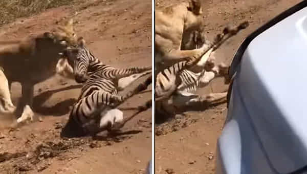 Viral Video: సింహం దాడి చేస్తే ఇంత భయంకరంగా ఉంటుందా.! వైరల్ అవుతోన్న షాకింగ్ వీడియో..