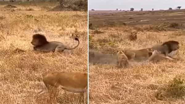 Viral Video: సింహానికి చుక్కలు చూపించిన చిరుత.. తన ఫ్రెండ్ జోలికొస్తే ఊరుకుంటుందా..!