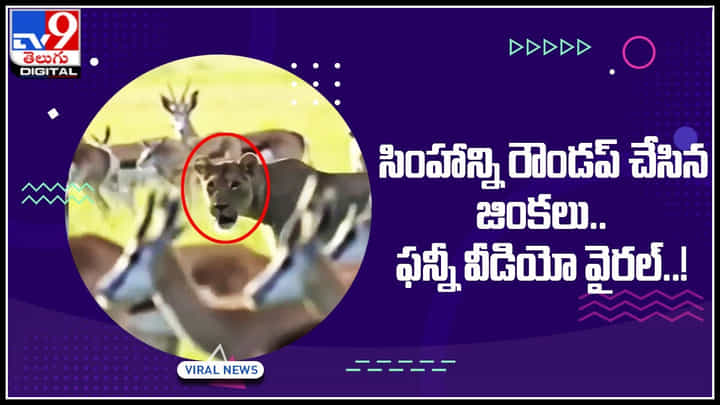 Viral Video: బాహుబలి చుట్టూ కాలకేయులా.. ఒకటే సింహం నాలుగు జింకలు.. ఈ భీకర పోరులో గెలుపెవరిది..? వీడియో వైరల్..! Viral Video: బాహుబలి చుట్టూ కాలకేయులా.. ఒకటే సింహం నాలుగు జింకలు.. ఈ భీకర పోరులో గెలుపెవరిది..? వీడియో వైరల్..!