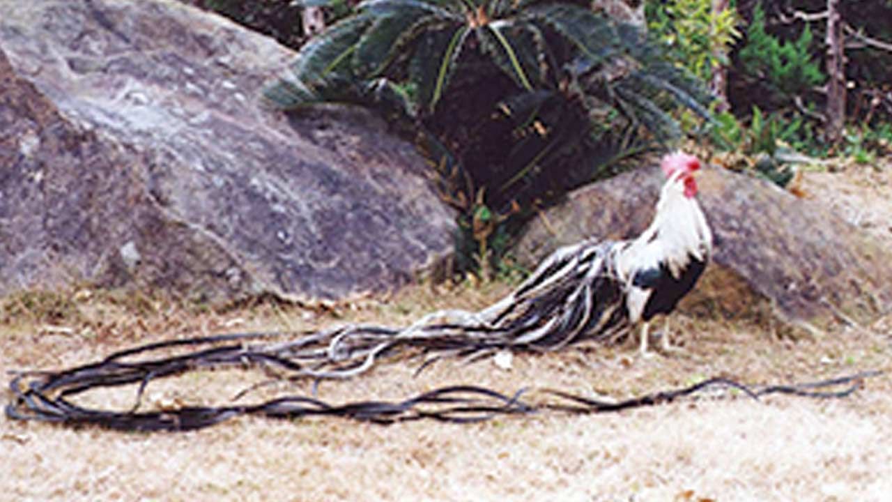 Long Tailed Fowl: వామ్మో! ఇదేం కోడి పుంజురా సామి.. దాని తోక పొడవెంతో తెలిస్తే కంగుతింటారు