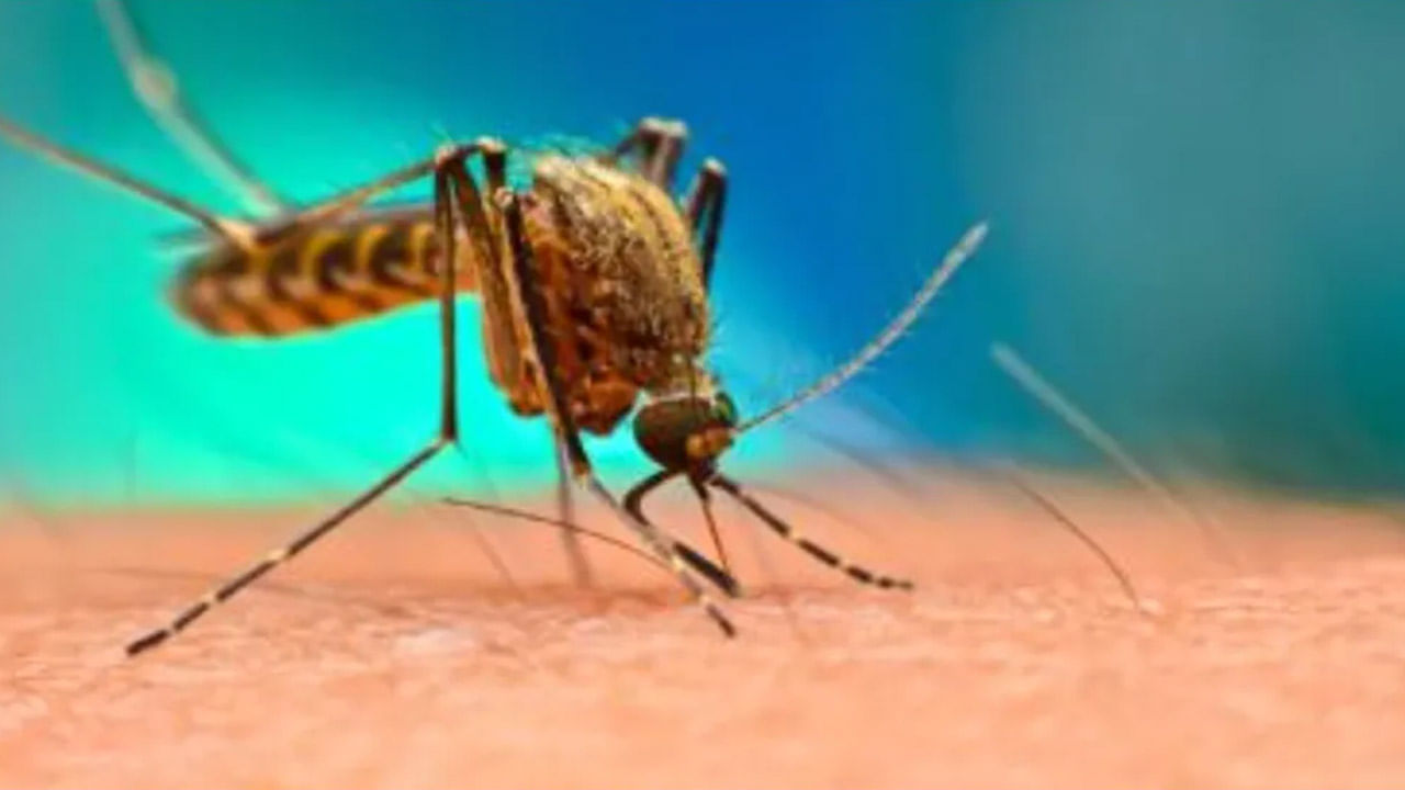 Malaria Disease: మలేరియా ఎలా వ్యాపిస్తుంది..? దేశంలో ప్రతి సంవత్సరం ఎన్ని కేసులు నమోదవుతున్నాయి..?