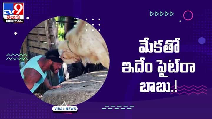 Viral Video: మేకతో ఫైట్ చేశాడు !! ఇంతకీ గెలుపు ఎవరిదో తెలుసా ?? Viral Video: మేకతో ఫైట్ చేశాడు !! ఇంతకీ గెలుపు ఎవరిదో తెలుసా ??