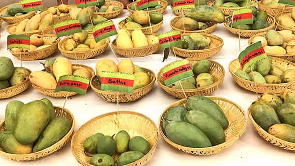 Mango Special: పండ్లకు రారాజు.. మామిడి పండు.. దేశంలో ఏ రాష్ట్రంలో ఏయే రకాలు లభిస్తాయో తెలుసా..