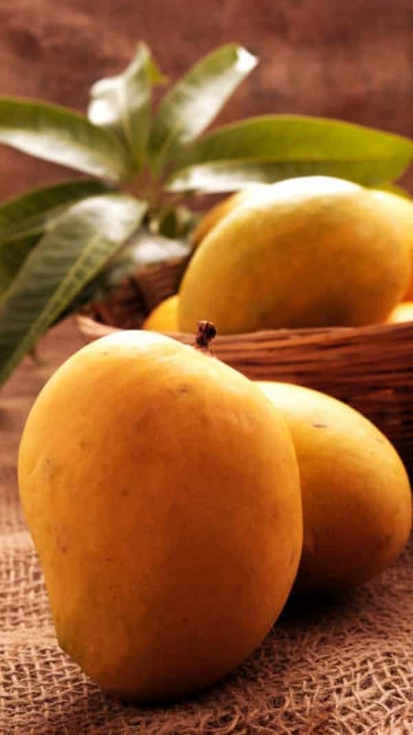 Mango Benefits: పండ్లలో రారాజు ‘మామిడి’ తింటే ఆ సమస్యలన్నీ మటుమాయం.. ఇంకా ఎన్నో ప్రయోజనాలు..