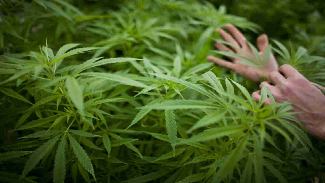 Marijuana Legalised: షాకింగ్ నిర్ణయం..  మాదకద్రవ్యాల వాడకానికి చట్టబద్దత కల్పించిన సర్కార్..!