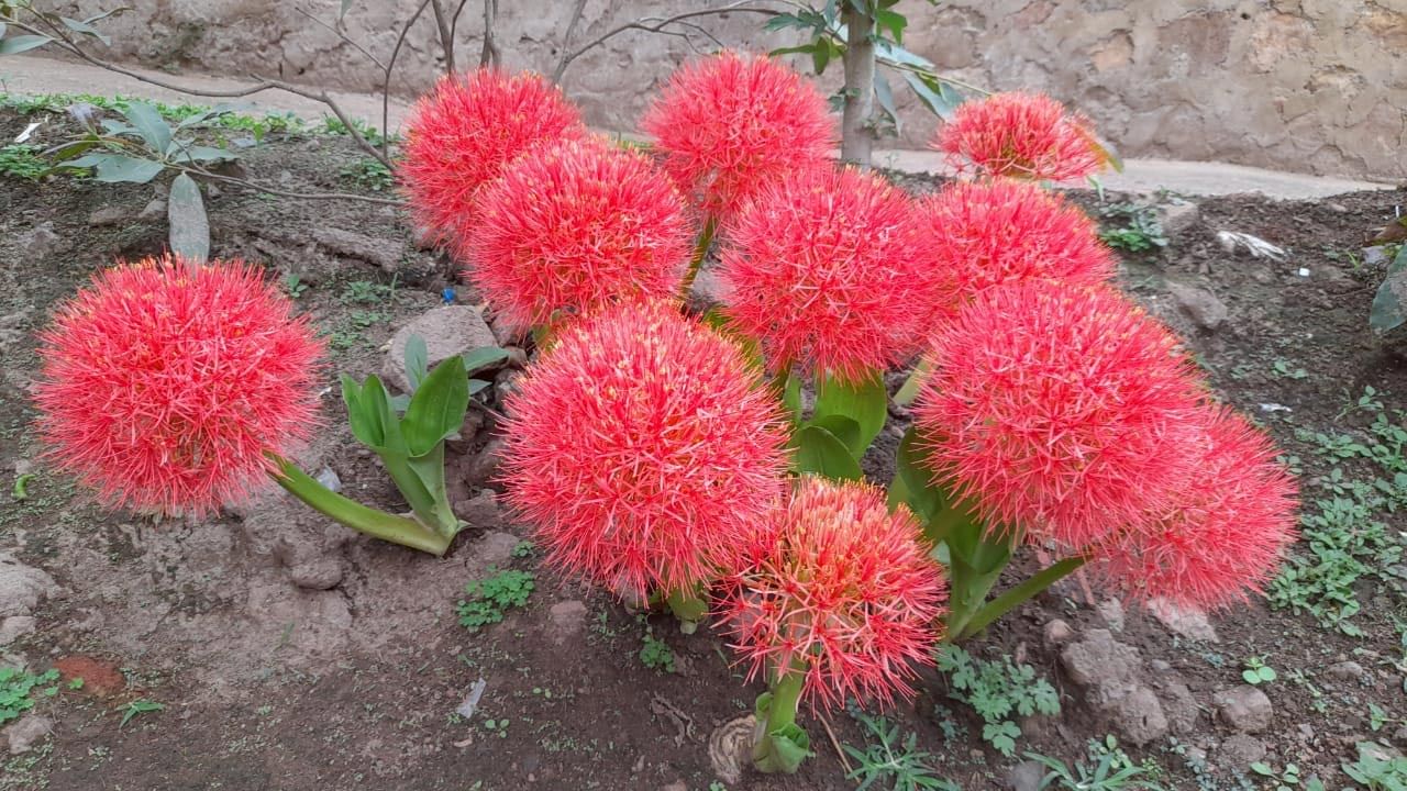 May flower ముందే పూచిన మే ఫ్లవర్..! వీటిని మీరు ఎప్పుడైనా చూశారా..? Telugu News Rare May