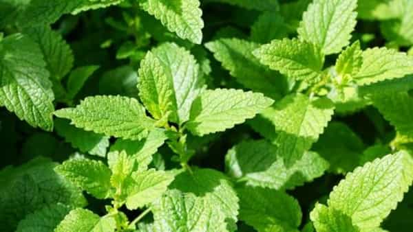 Summer Health Tips: వేసవిలో ఈ సమస్యలు వేధిస్తున్నాయా.. డైట్లో ఇది తప్పక చేర్చండి..
