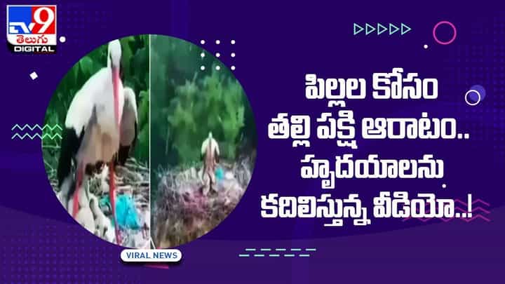 పిల్లలకోసం తల్లిపక్షి తపన !! హార్ట్ టచ్చింగ్ వీడియో పిల్లలకోసం తల్లిపక్షి తపన !! హార్ట్ టచ్చింగ్ వీడియో