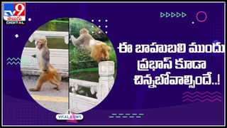 Animals Bath: రాజభోగమంటే ఇదేనేమో.. ద్వారకా తిరుమలలో అశ్వాలు, గజరాజులకు షవర్ బాత్