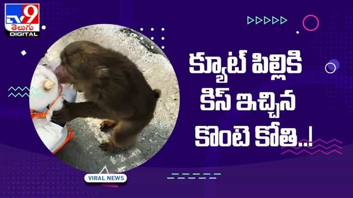 Viral Video: క్యూట్ పిల్లికి కిస్ ఇచ్చిన కొంటె కోతి !! నెట్టింట వైరల్ అవుతున్న వీడియో Viral Video: క్యూట్ పిల్లికి కిస్ ఇచ్చిన కొంటె కోతి !! నెట్టింట వైరల్ అవుతున్న వీడియో