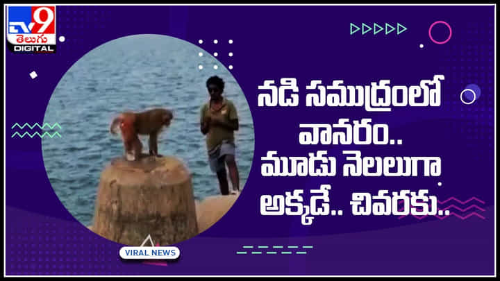 Monkey Viral Video: నడి సముద్రంలో వానరం.. మూడు నెలలుగా అక్కడే.. కానీ ఎందుకో తెలిస్తే కళ్ళు చిమ్మగిల్లటం ఖాయం.. Monkey Viral Video: నడి సముద్రంలో వానరం.. మూడు నెలలుగా అక్కడే.. కానీ ఎందుకో తెలిస్తే కళ్ళు చిమ్మగిల్లటం ఖాయం..