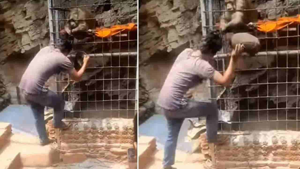 Viral Video: యువకుడి తిక్క కుదిర్చిన కోతి.. దెబ్బకు బాబోయ్ అని గింజుకున్నాడు.. ఫన్నీ వీడియో మీకోసం..!