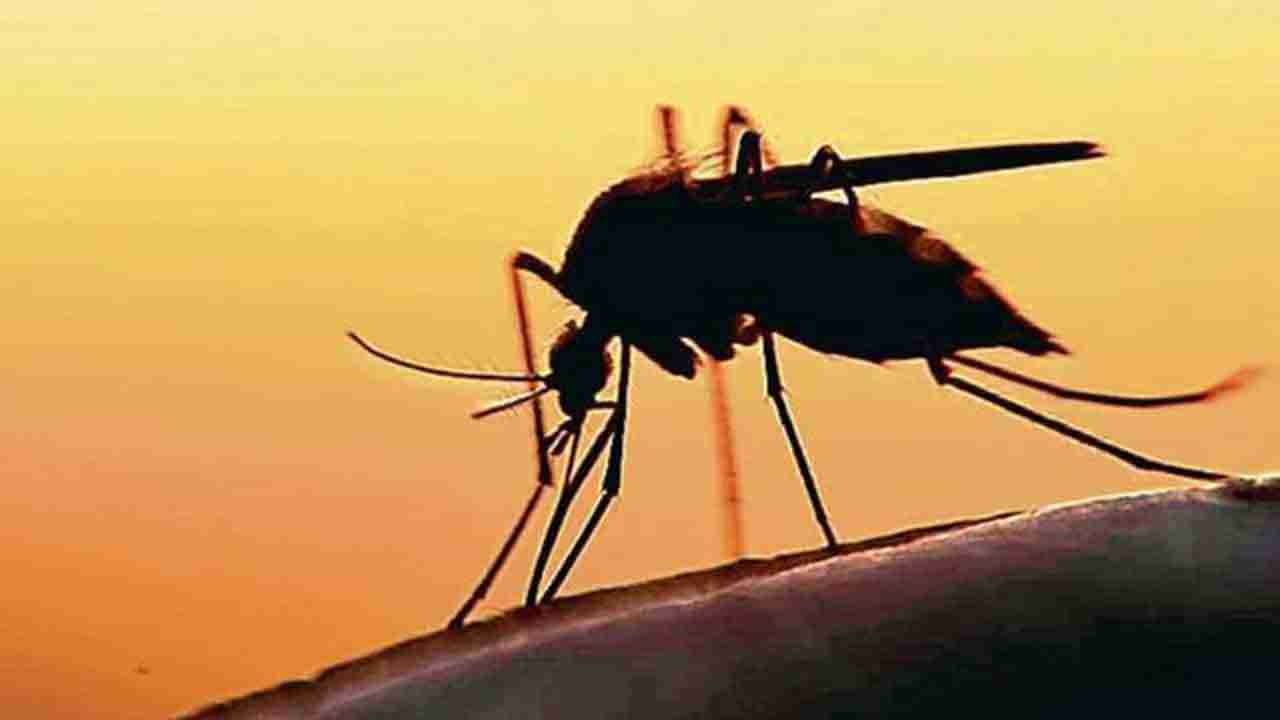 Mosquito Facts: అలాంటి వారంటే దోమలకు ఎంతో ఇష్టమంట.. వాటి బారి నుంచి తప్పించుకోండి ఇలా..