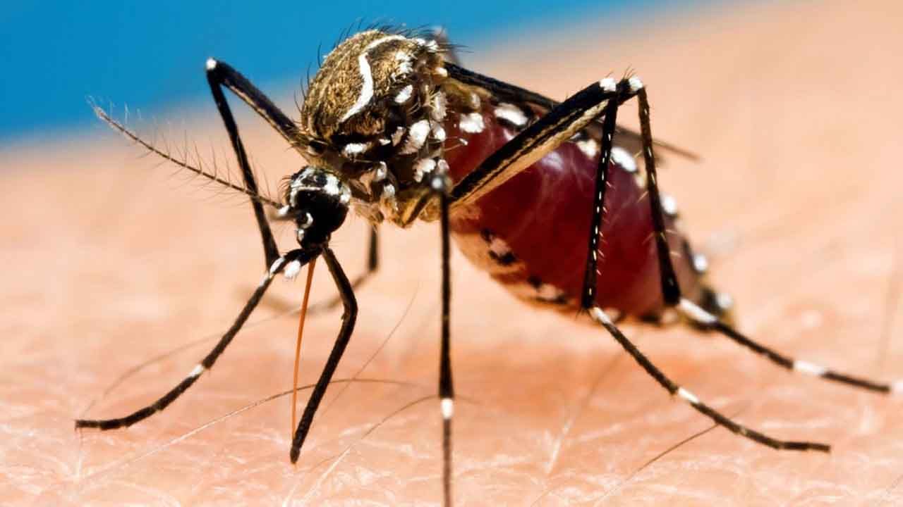 Mosquito Bites: దోమలు కొందరికి మాత్రమే కుడతాయి.. కారణం ఏమిటి.. పరిశోధనలలో తేలిన నిజాలు!